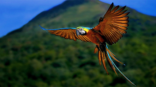 Download Animals and birds free Interactive livewallpaper for Android phone and tablet.