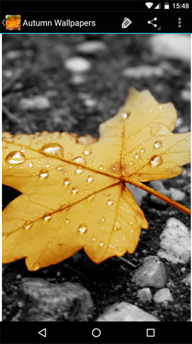 Download livewallpaper Autumn wallpapers by Infinity for Android.