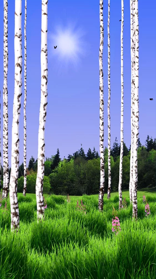 Download livewallpaper Birch Wood for Android.