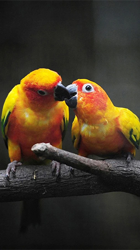 Download Birds by Happy live wallpapers free Animals livewallpaper for Android phone and tablet.