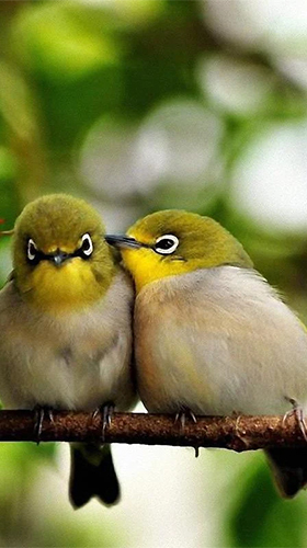 Download livewallpaper Birds by Pro Live Wallpapers for Android.