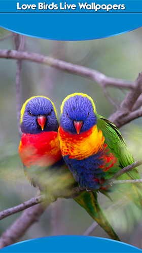 Download Birds in love free Animals livewallpaper for Android phone and tablet.