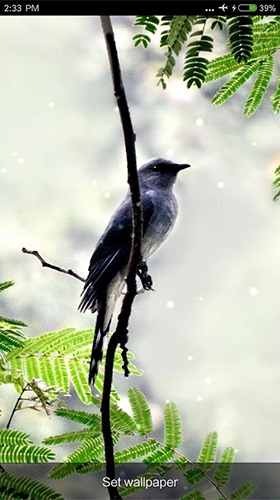 Download livewallpaper Birds sounds and ringtones for Android.
