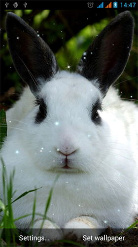Download Bunny by Live Wallpapers Gallery free Animals livewallpaper for Android phone and tablet.