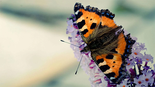 Download Butterfly by Amazing Live Wallpaperss free Animals livewallpaper for Android phone and tablet.