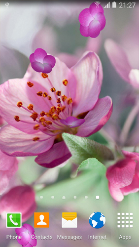 Download livewallpaper Cherry Blossom for Android.