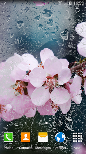 Download livewallpaper Cherry in blossom by BlackBird Wallpapers for Android.