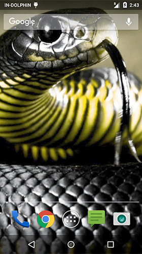 Download livewallpaper Cobra attack for Android.