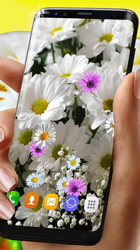 Download livewallpaper Daisies HQ for Android.