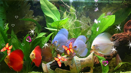 Download Discus 3D free Aquariums livewallpaper for Android phone and tablet.