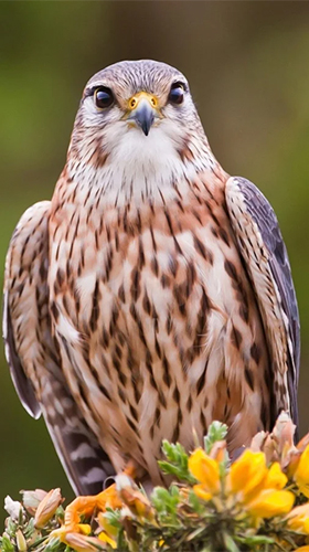 Download livewallpaper Falcon for Android.