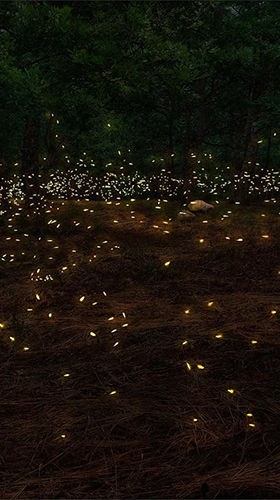 Download livewallpaper Fireflies 3D by Live Wallpaper HD 3D for Android.