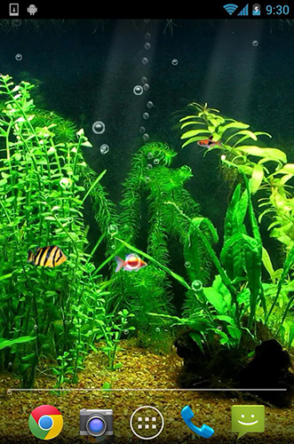 Download livewallpaper Fishbowl HD for Android.