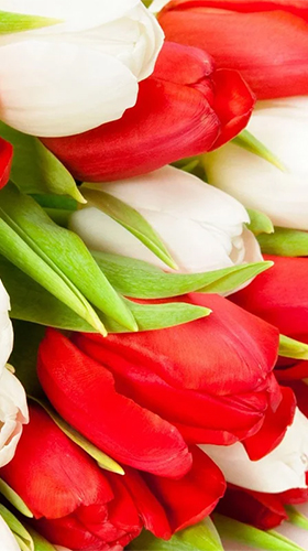 Download Flowers by Happy live wallpapers free Flowers livewallpaper for Android phone and tablet.
