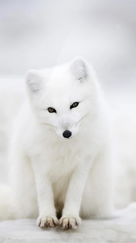 Download Fox free Animals livewallpaper for Android phone and tablet.