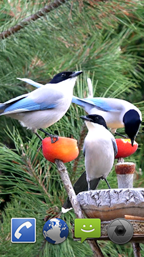 Download Garden birds free 3D livewallpaper for Android phone and tablet.