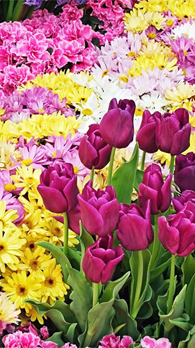 Download livewallpaper Garden flowers for Android.