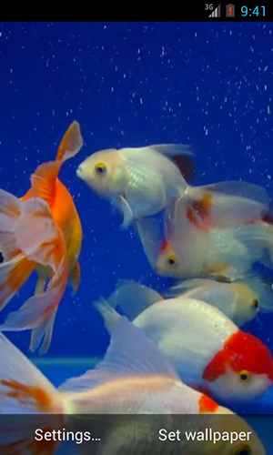 Download livewallpaper Gold fish for Android.