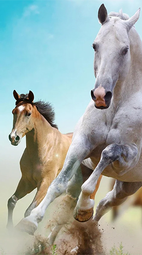 Download Horse by Happy live wallpapers free Interactive livewallpaper for Android phone and tablet.