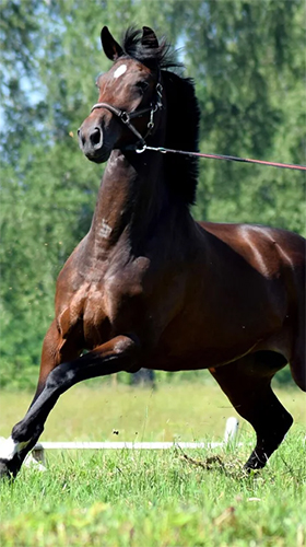 Download Horse free Animals livewallpaper for Android phone and tablet.