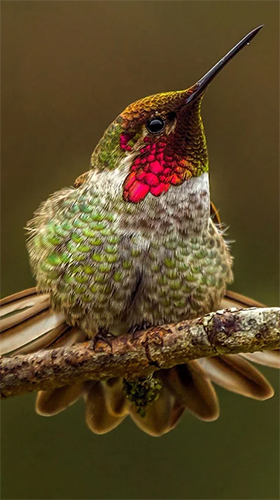Download Hummingbird free Animals livewallpaper for Android phone and tablet.
