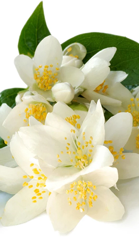 Download Jasmine free Flowers livewallpaper for Android phone and tablet.