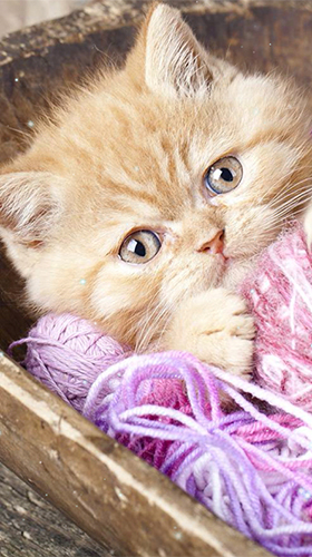 Download Kittens by Wallpaper qHD free Animals livewallpaper for Android phone and tablet.