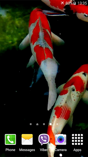 Download Koi by Jacal Video Live Wallpapers free Aquariums livewallpaper for Android phone and tablet.