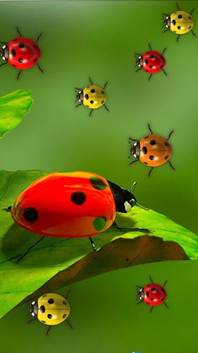 Download Ladybugs by 3D HD Moving Live Wallpapers Magic Touch Clocks free Animals livewallpaper for Android phone and tablet.