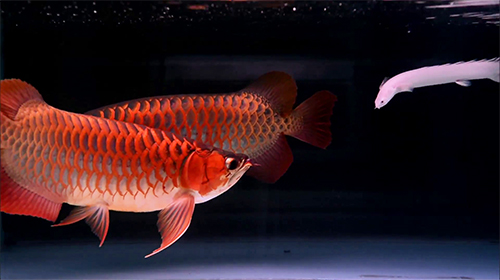 Download livewallpaper Lovely arowana by kimvan for Android.