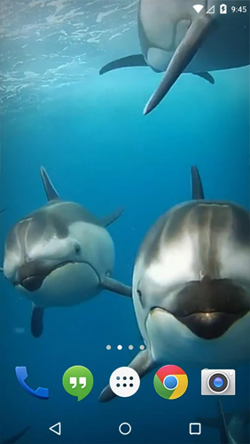 Download livewallpaper Ocean 3D: Dolphin for Android.