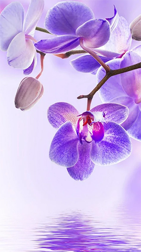 Download livewallpaper Orchid by Art LWP for Android.