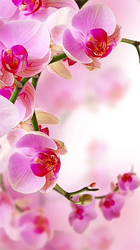 Download livewallpaper Orchid by Creative Factory Wallpapers for Android.
