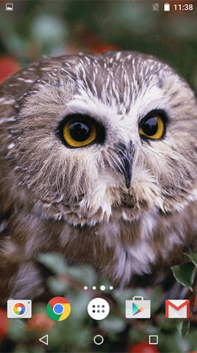 Download Owl by MISVI Apps for Your Phone free Animals livewallpaper for Android phone and tablet.