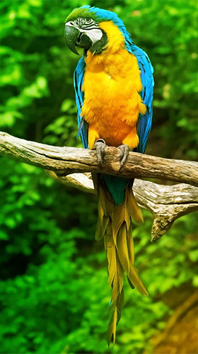 Download livewallpaper Parrot by Live Animals APPS for Android.