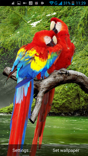 Download Parrot free Animals livewallpaper for Android phone and tablet.