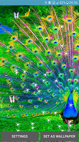 Download livewallpaper Peacocks for Android.