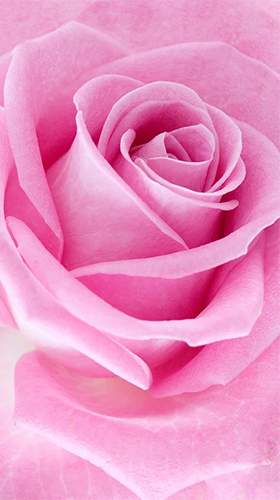 Download livewallpaper Pink rose for Android.