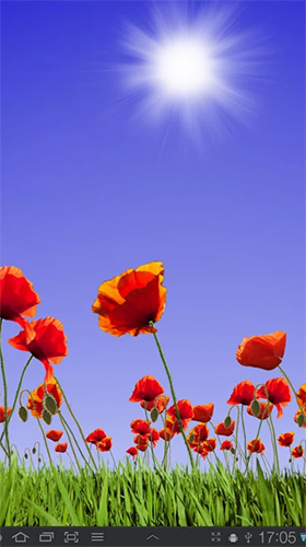 Download livewallpaper Poppy field for Android.