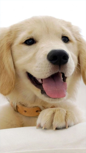 Download livewallpaper Puppies for Android.