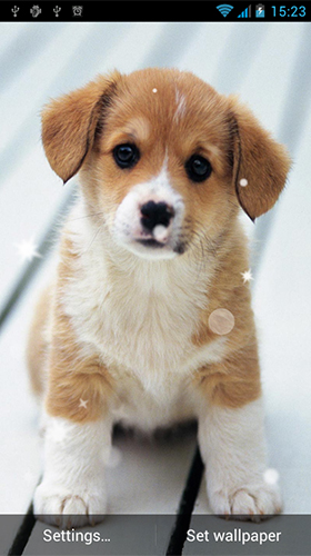 Download livewallpaper Puppy by Best Live Wallpapers Free for Android.