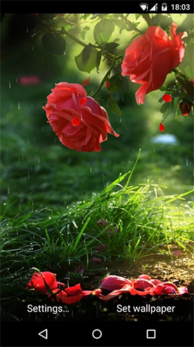 Download livewallpaper Red rose by DynamicArt Creator for Android.