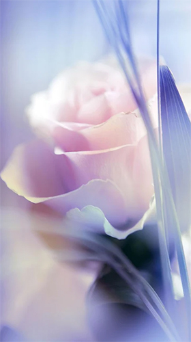 Download Rose by Live Wallpaper HQ free Flowers livewallpaper for Android phone and tablet.