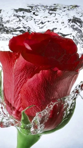 Download Rose by Revenge Solution free Flowers livewallpaper for Android phone and tablet.