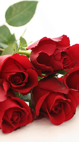Download Roses 3D by Happy live wallpapers free Flowers livewallpaper for Android phone and tablet.