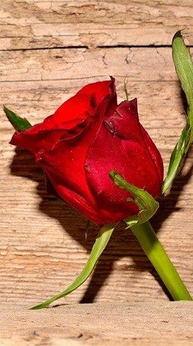Download Roses by Live Wallpaper HD 3D free Flowers livewallpaper for Android phone and tablet.