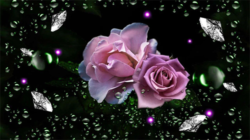 Download Roses diamond dew free Flowers livewallpaper for Android phone and tablet.