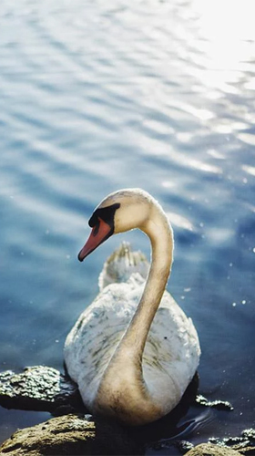 Download livewallpaper Swans for Android.