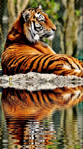 Download livewallpaper Tigers by Live Wallpaper HD 3D for Android.