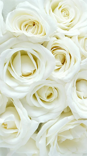 Download livewallpaper White rose by HQ Awesome Live Wallpaper for Android.